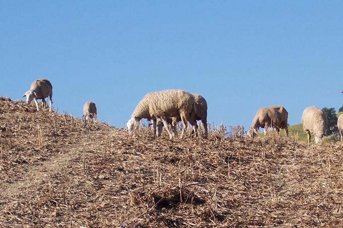 image Ovejas pastando en campo abierto