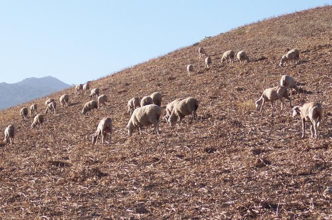 image Ovejas pastando en campo abierto