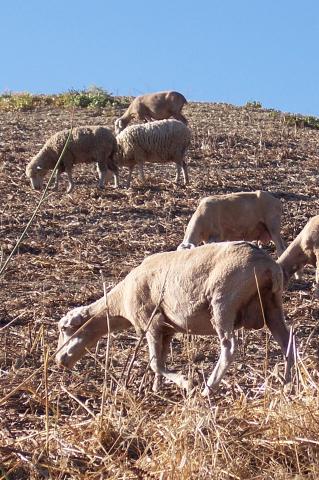 image Ovejas pastando en campo abierto