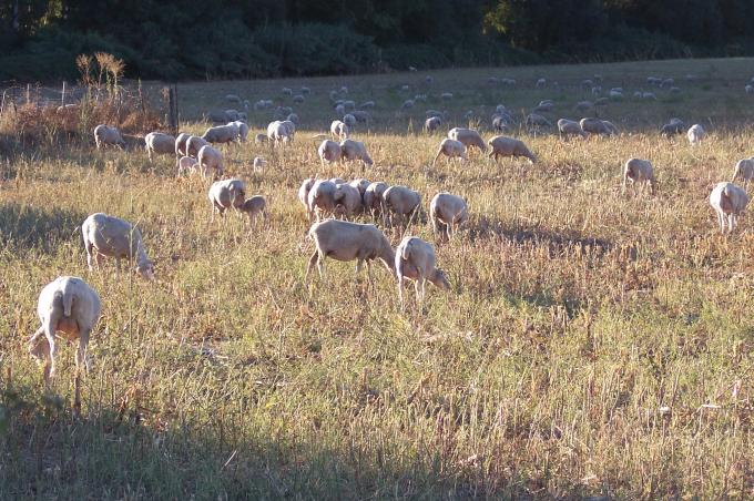 image Ovejas pastando en cercado