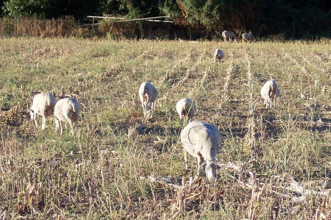 image Ovejas pastando en cercado