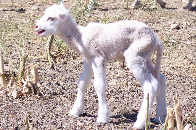 image Primer plano de cordero