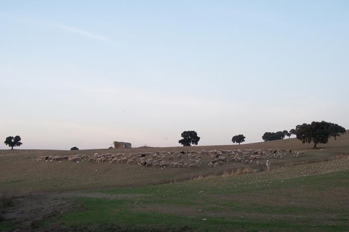 image Rebaño de ovejas