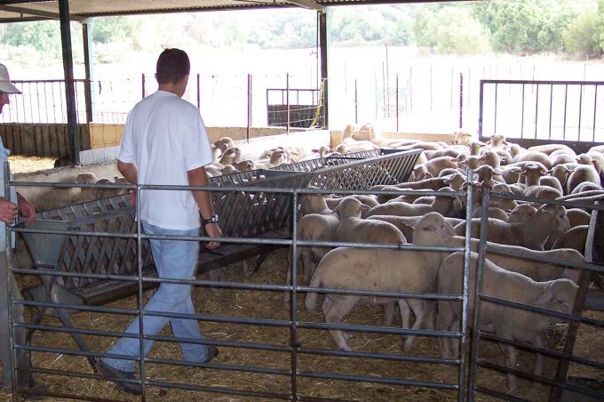 image Vallando ovejas