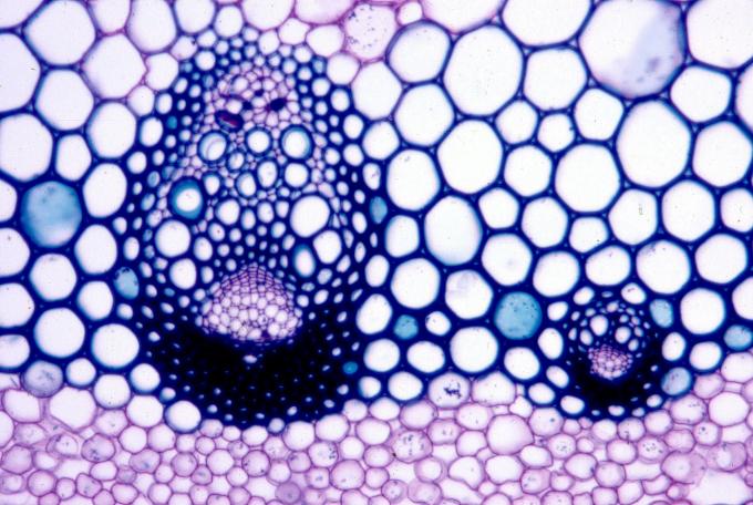 image Vasos conductores