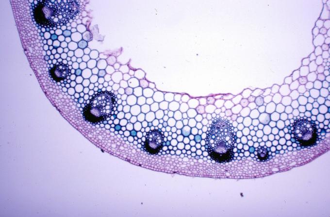 image Tallo joven de dicotiledónea (Ranúnculo)