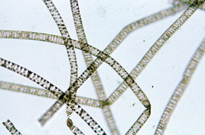 image Spirogyra