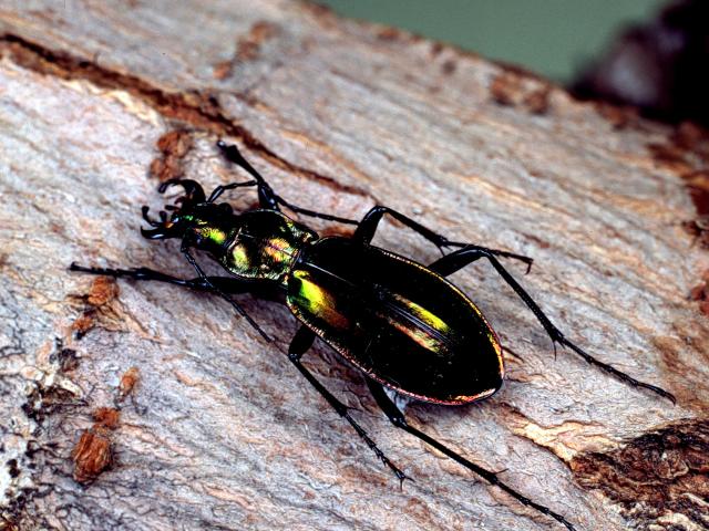 image Escarabajo de oro (Carabus splendens)
