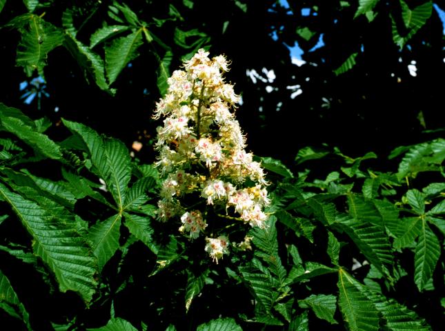 image Castaño de indias