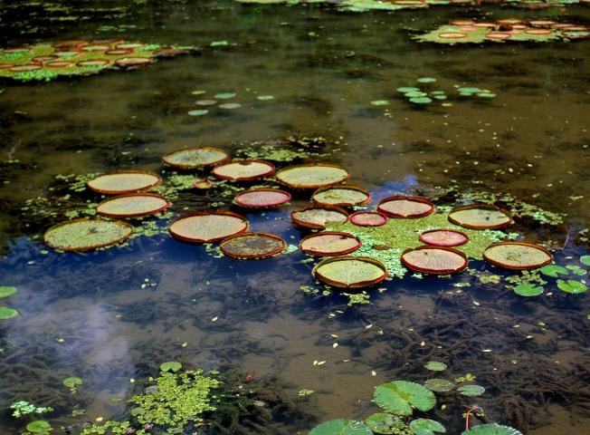 image Victoria regia