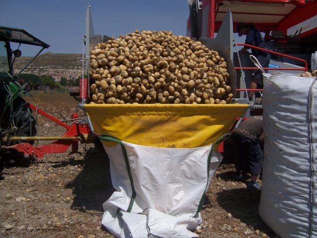 image Recolecta de patatas