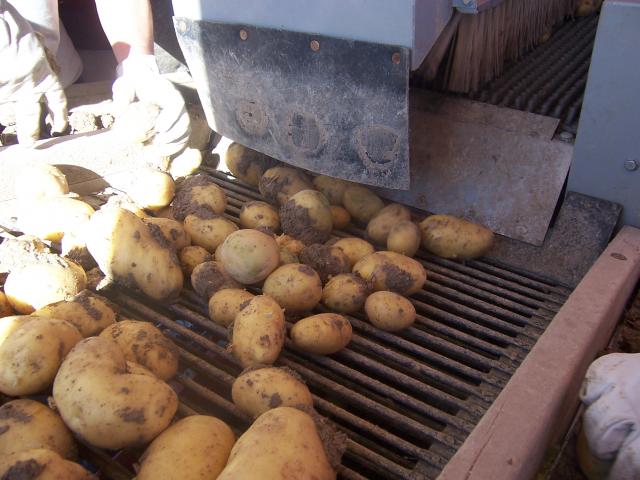 image Recolecta de patatas