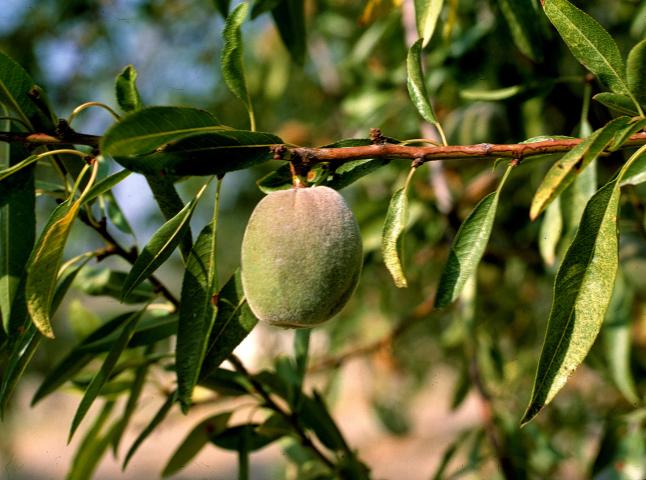 image Almendra en la rama de un almendro
