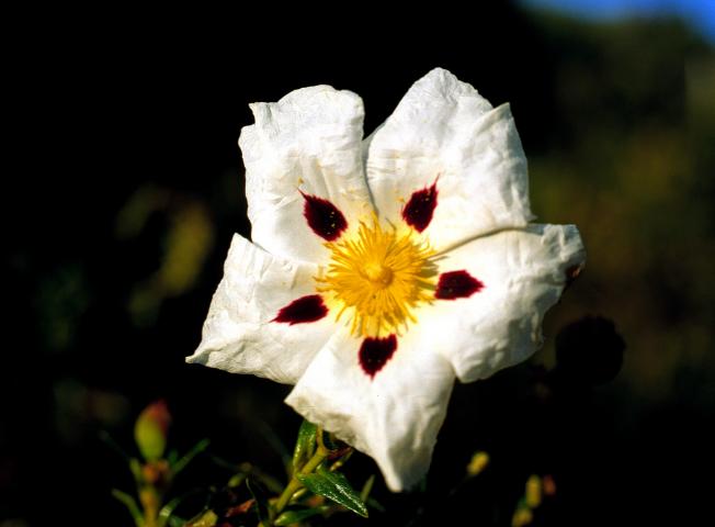 image Jara pringosa (Cistus ladanifer)