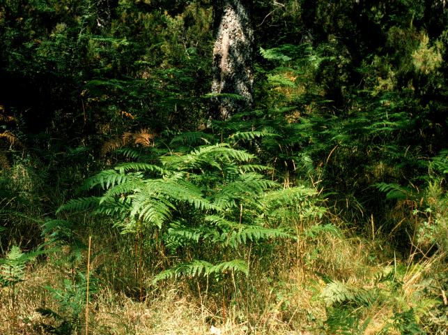 image Helecho macho (Pteridium aquilinum)