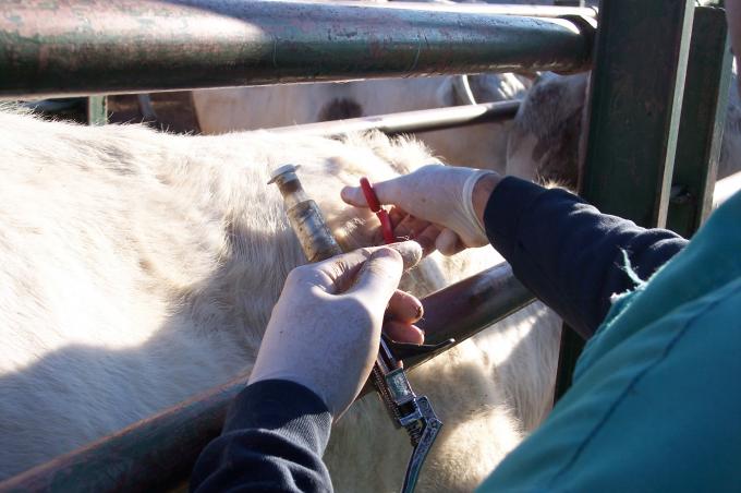 image Detalle vacuna