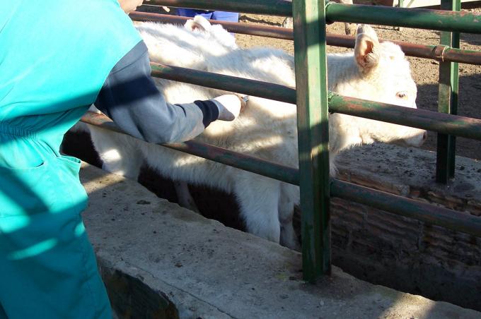 image Detalle vacuna