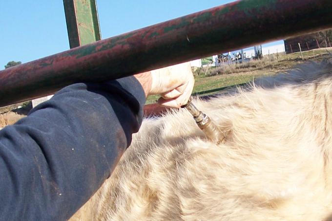 image Detalle vacuna