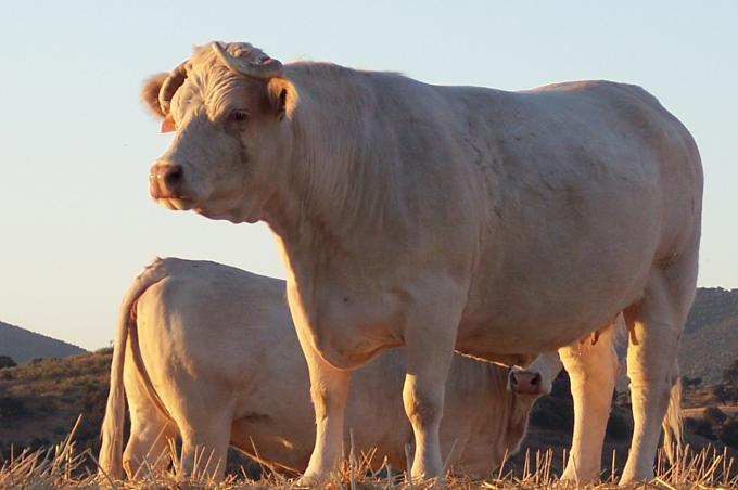 image Toros charoleses