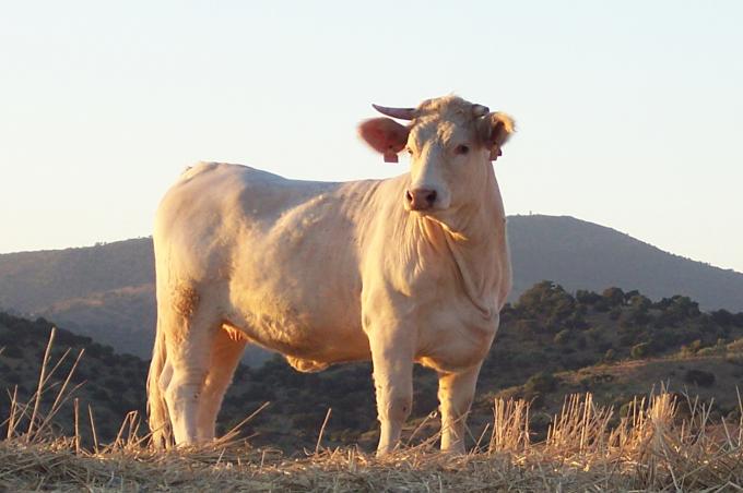 image Toros charoleses