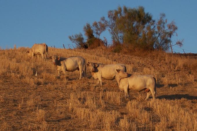 image Vacas charolesas