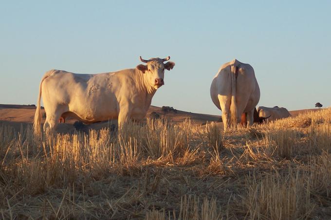 image Vacas charolesas