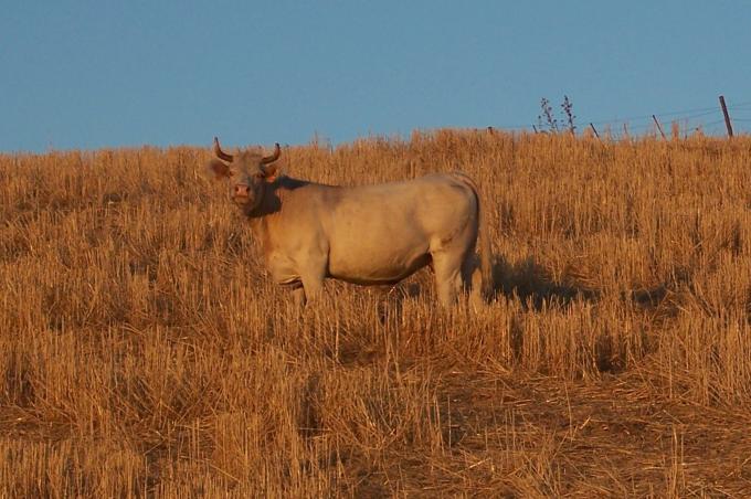 image Vacas charolesas
