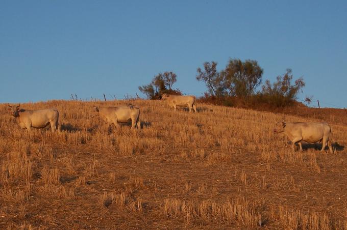 image Vacas charolesas