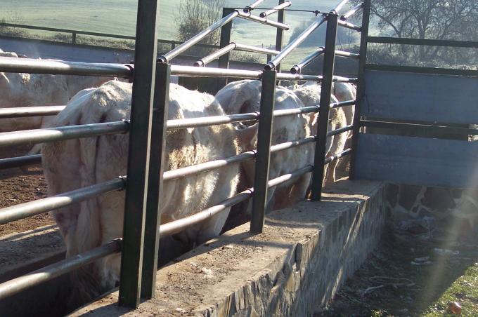 image Vacunando vacas