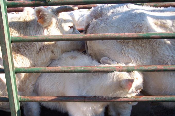 image Vacunando vacas