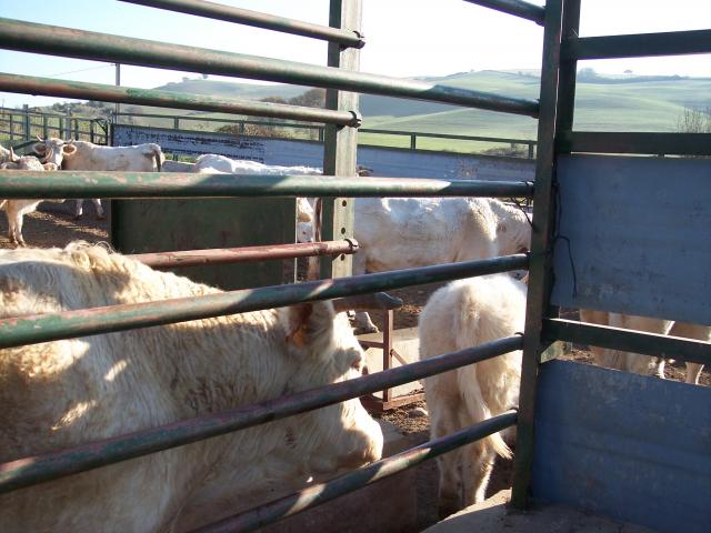 image Vacunando vacas