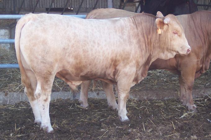 image Añojo cruzado