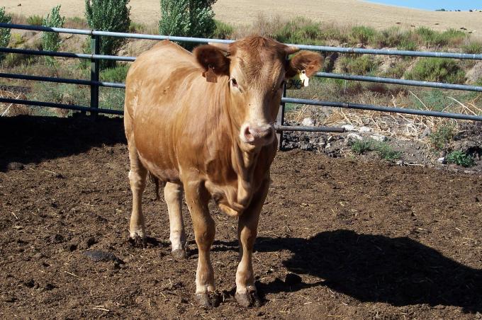 image Becerra cruzada