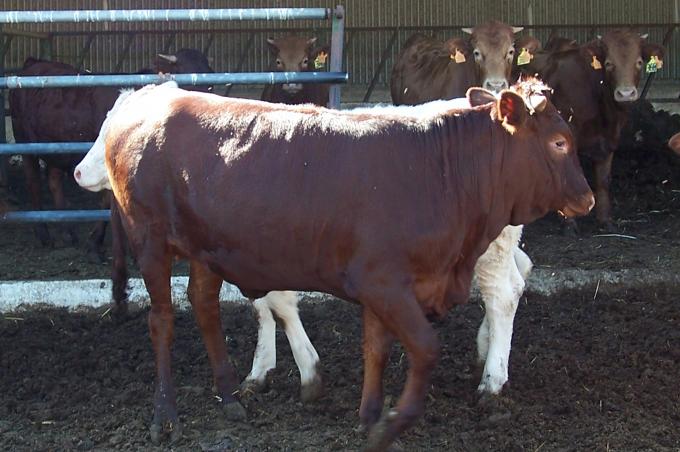 image Becerro retinto