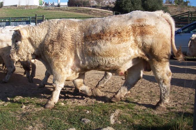 image Becerro semental charolés