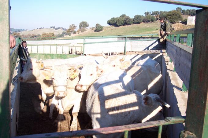 image Corrales de acceso