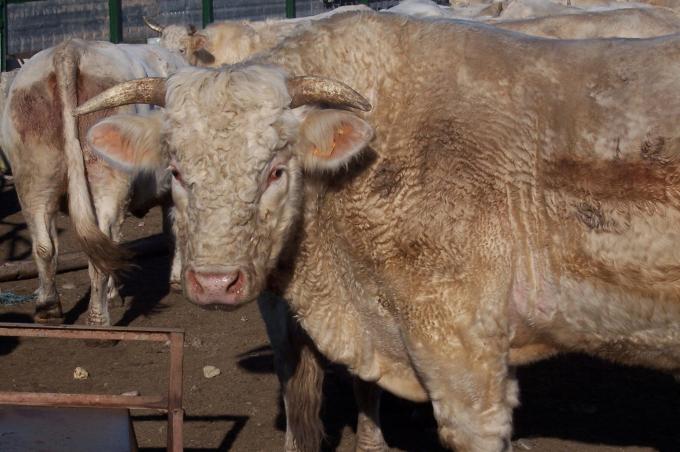 image Detalle añojo charolés