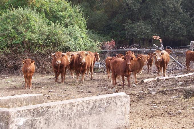 image Limousines en cercado