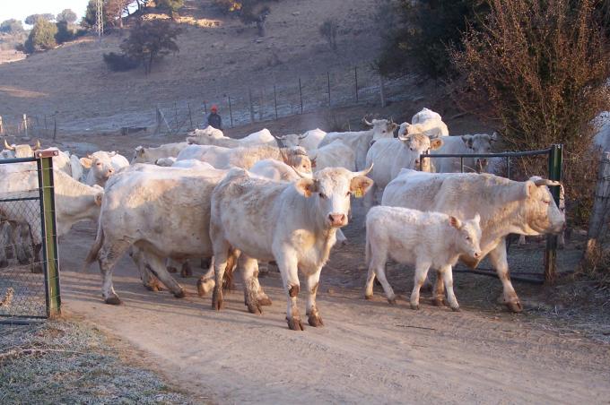 image Piara de charolesas