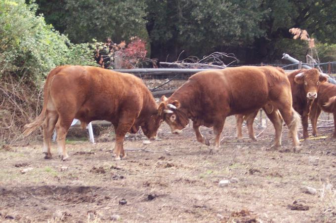 image Toros limousine