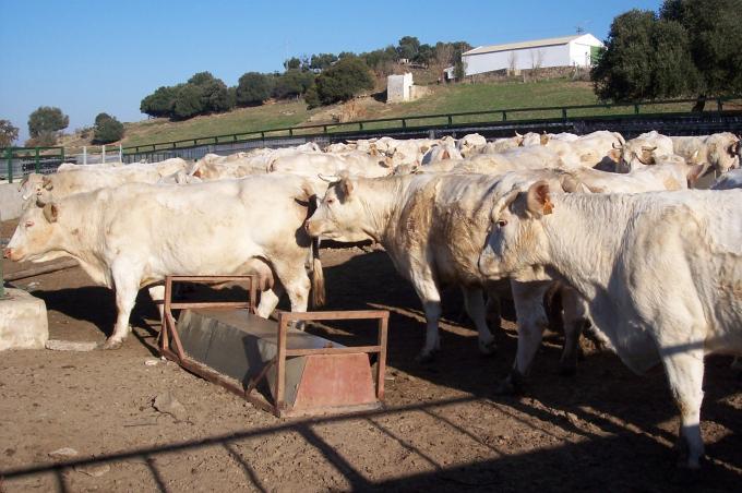 image Vacas charolesas en cercado