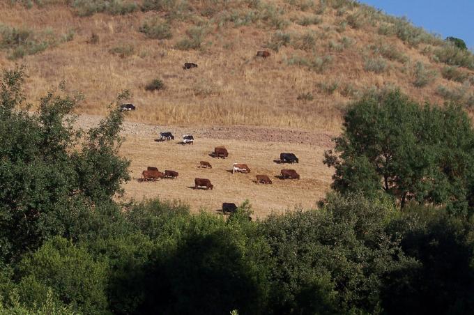 image Vacas pastando