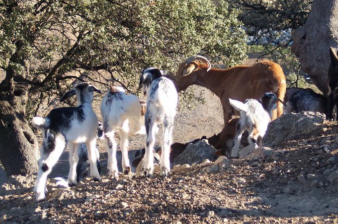 image Cabra con crias