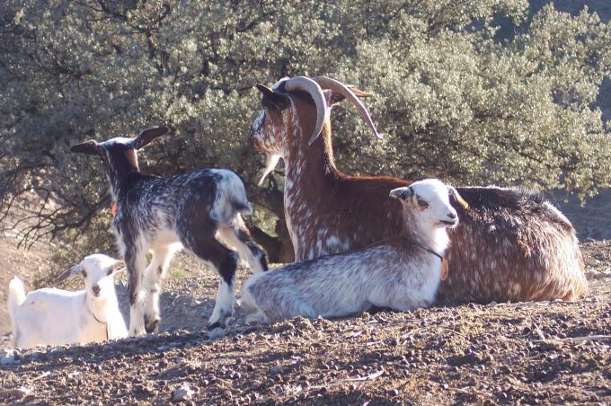 image Cabra con crias