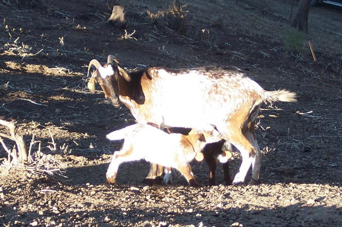 image Cabrito mamando