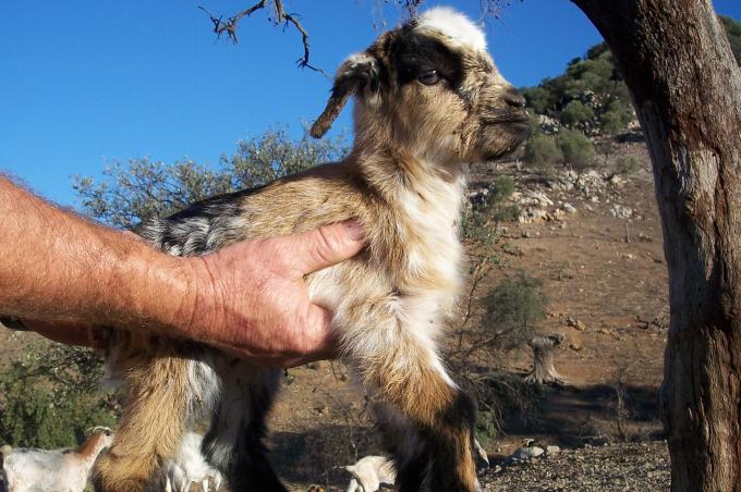 image Cabritos recien nacidos