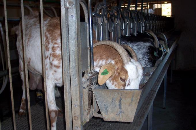 image Detalle cabra en cebadero