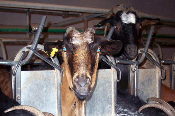 image Detalle cabra en cebadero