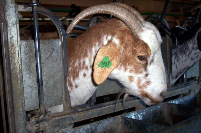 image Detalle cabra en cebadero