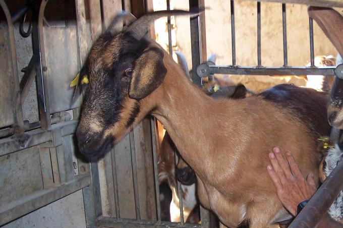 image Entrada de cabras en módulo